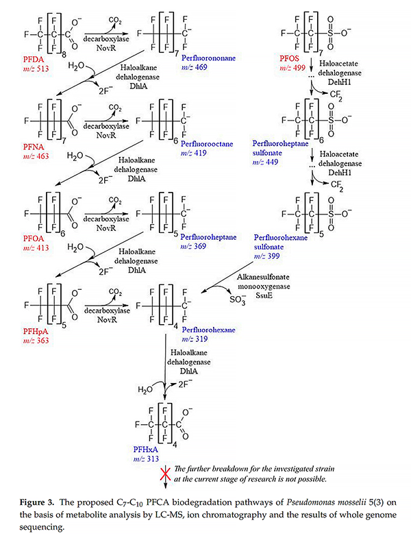 基于GenoLab M的全基因组测序揭示假单胞菌降解全氟羧酸的生物学机制